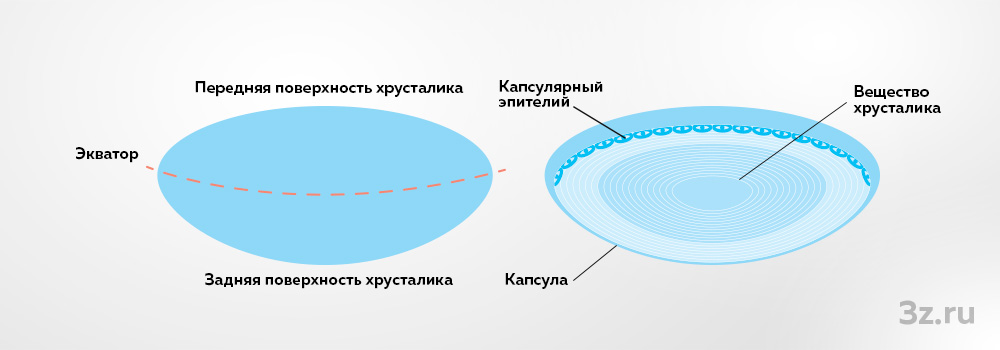 Строение хрусталика глаза