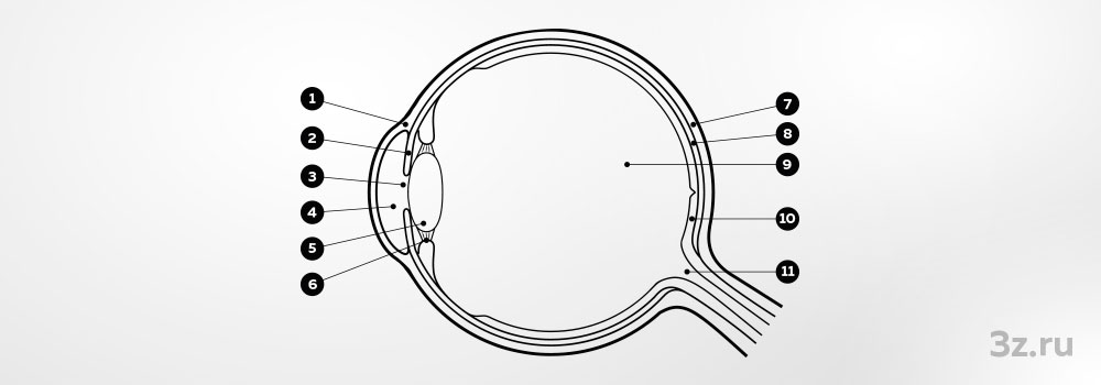 1 &mdash; Роговица. 2 &mdash; Радужка. 3 &mdash; Зрачок. 4 &mdash; Передняя камера глаза. 5 &mdash; Хрусталик. 6 &mdash;&nbsp;Цилиарное тело. 7 &mdash; Склера. 8 &mdash; Сосудистая оболочка. 9 &mdash; Стекловидное тело. 10 &mdash; Сетчатка. 11 &mdash; Зрительный нерв.